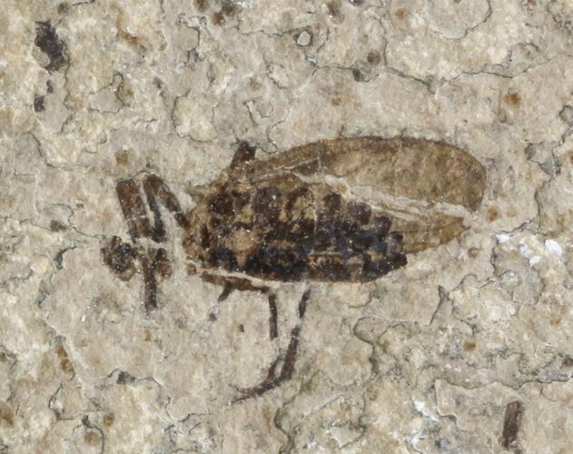 Fossil March Fly (Plecia) - Green River Formation #47162